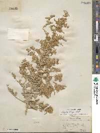 Atriplex torreyi image