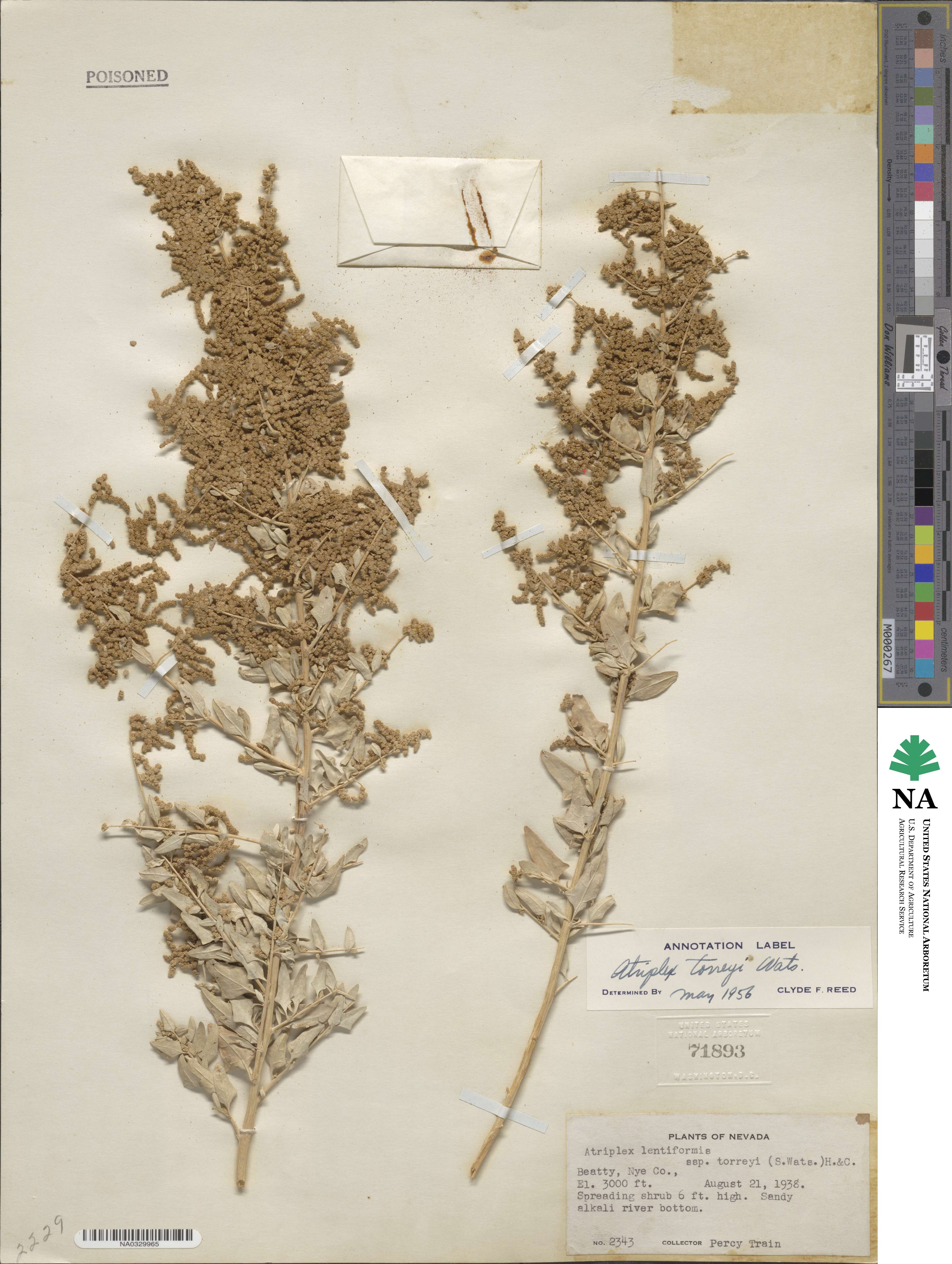 Atriplex torreyi image