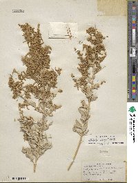 Atriplex torreyi image