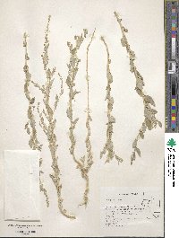 Atriplex rosea image