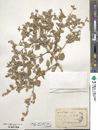 Atriplex rosea image