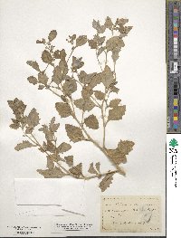 Atriplex rosea image