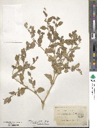 Atriplex rosea image