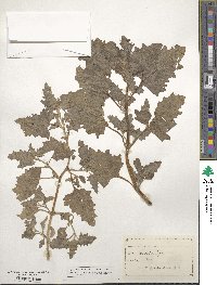 Atriplex rosea image