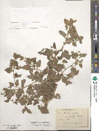 Atriplex rosea image