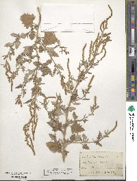 Atriplex rosea image