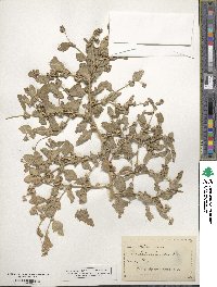 Atriplex rosea image