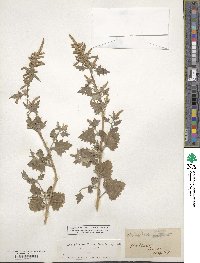 Atriplex rosea image