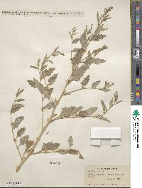 Atriplex rosea image