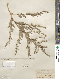 Atriplex rosea image