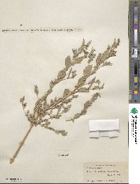 Atriplex rosea image