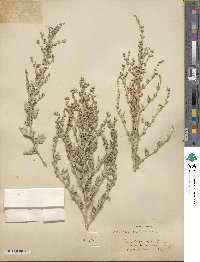 Atriplex rosea image