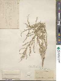 Atriplex rosea image