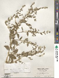 Atriplex rosea image