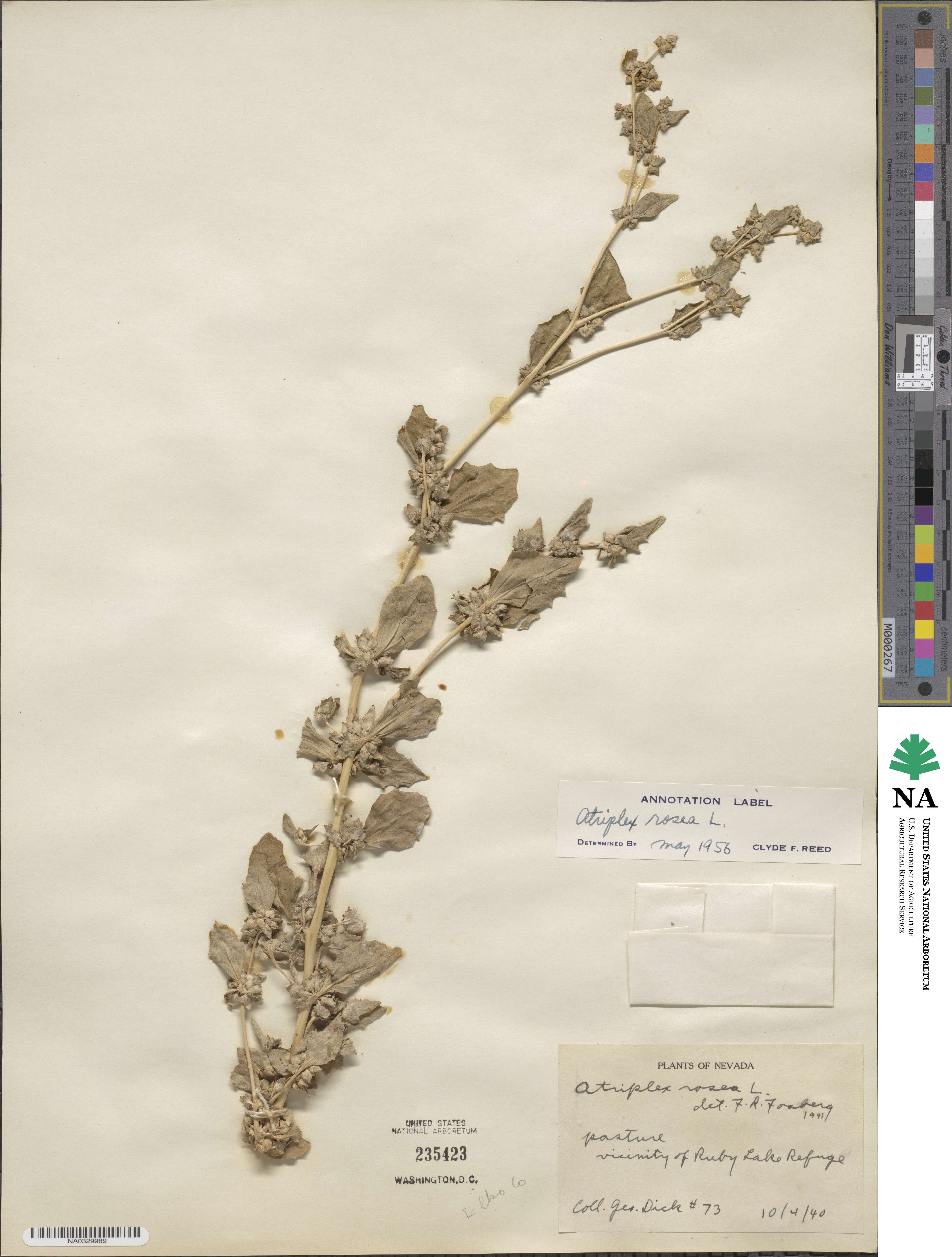 Atriplex rosea image