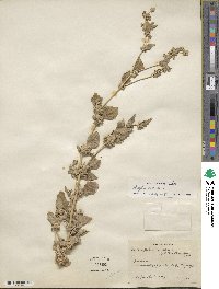 Atriplex rosea image