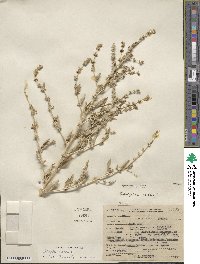 Atriplex rosea image