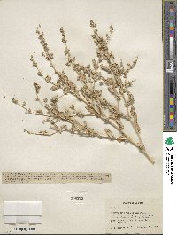 Atriplex rosea image