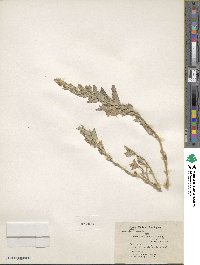 Atriplex rosea image