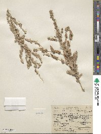 Atriplex rosea image