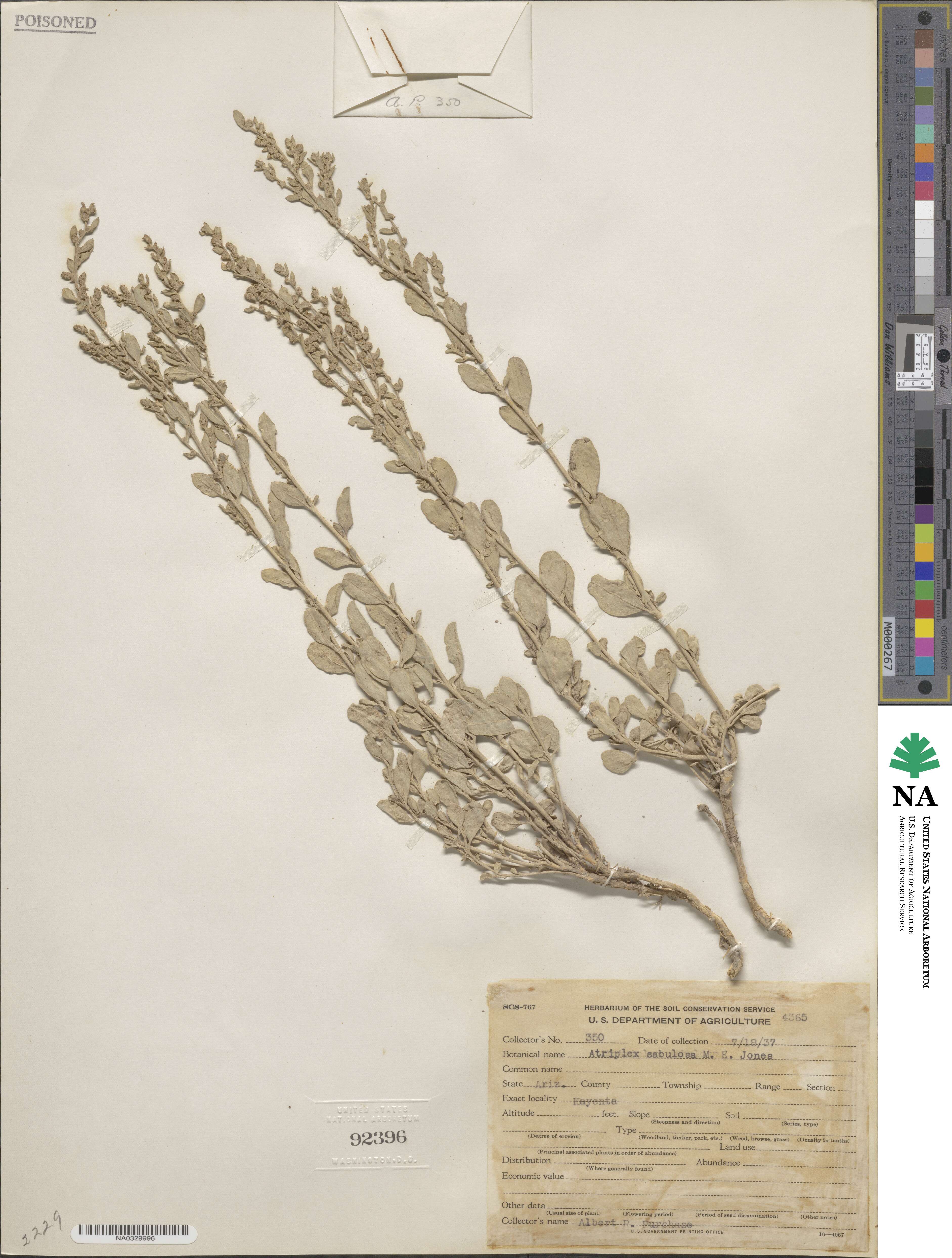 Atriplex sabulosa image