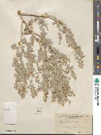 Atriplex saccaria image