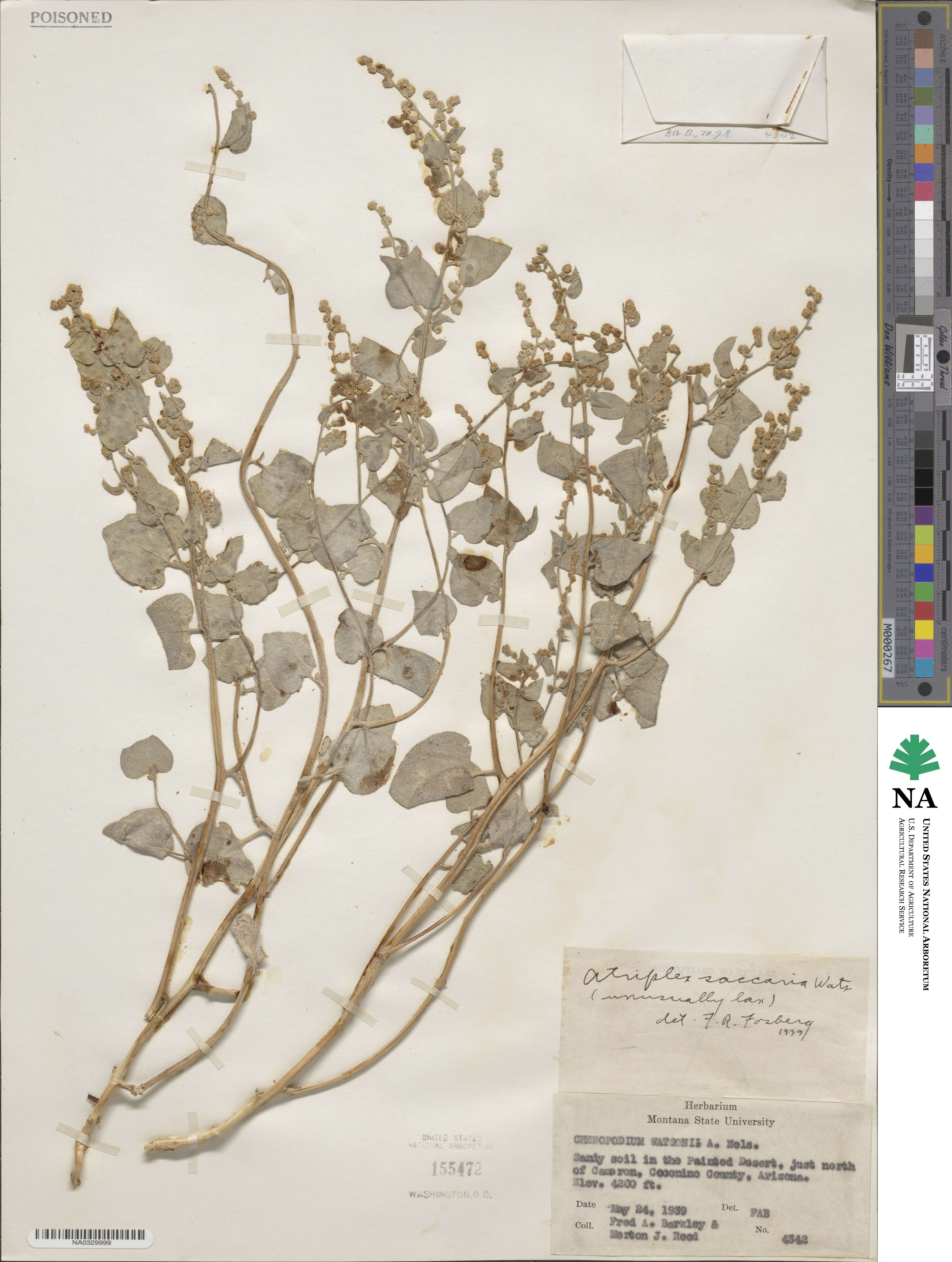 Atriplex saccaria image
