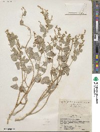 Atriplex saccaria image