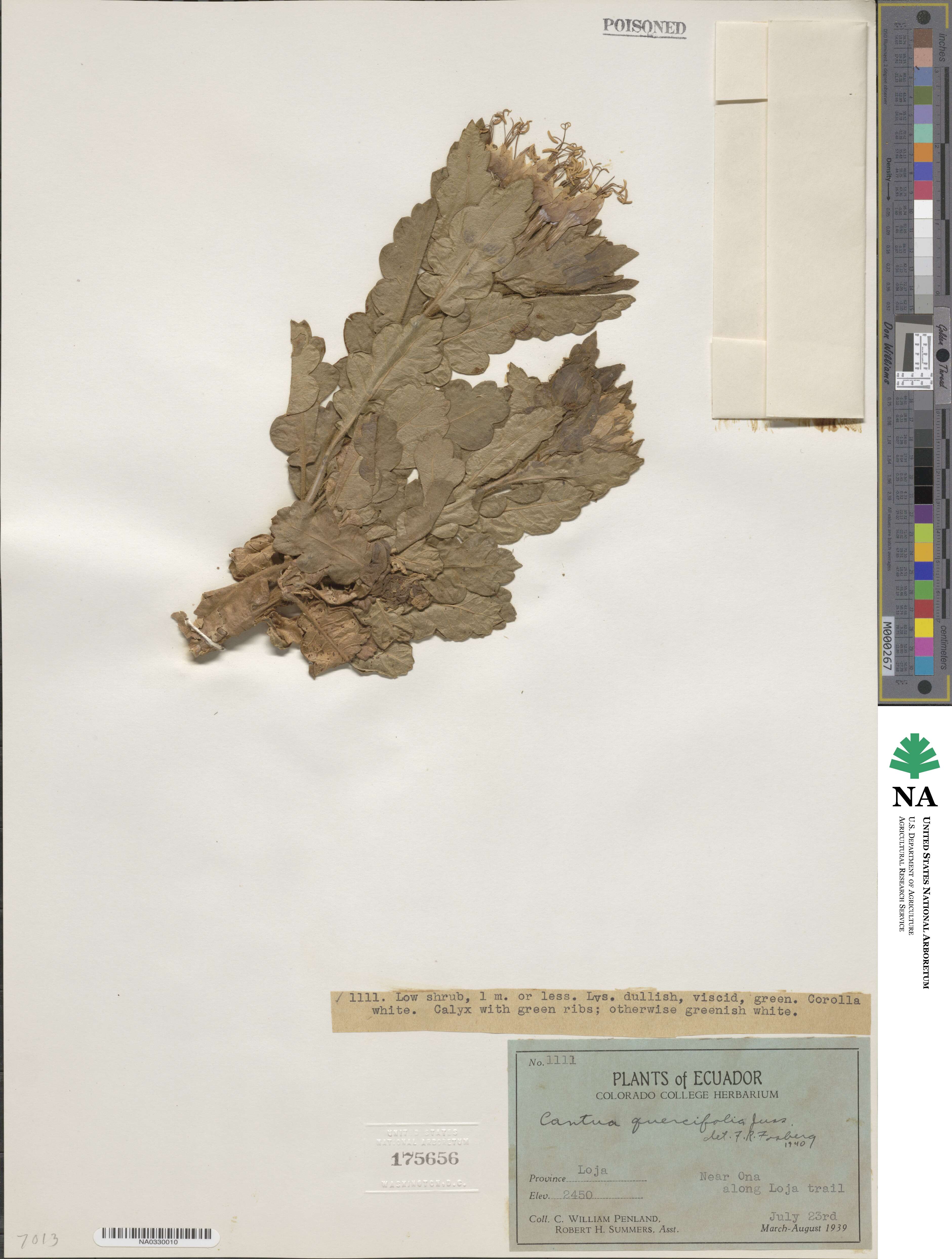 Cantua quercifolia image