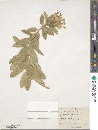 Cantua quercifolia image