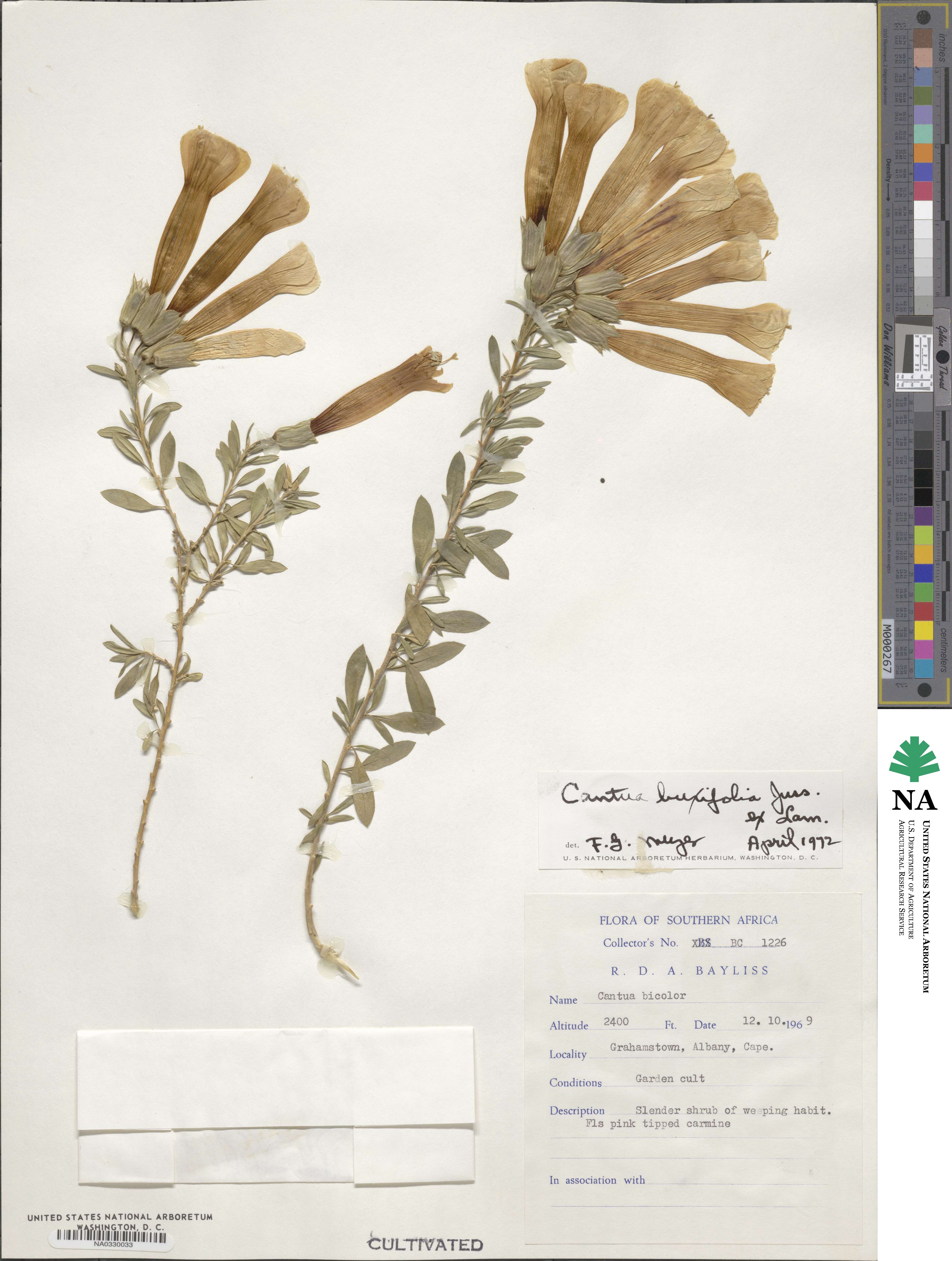 Cantua buxifolia image