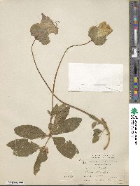 Image of Cobaea scandens