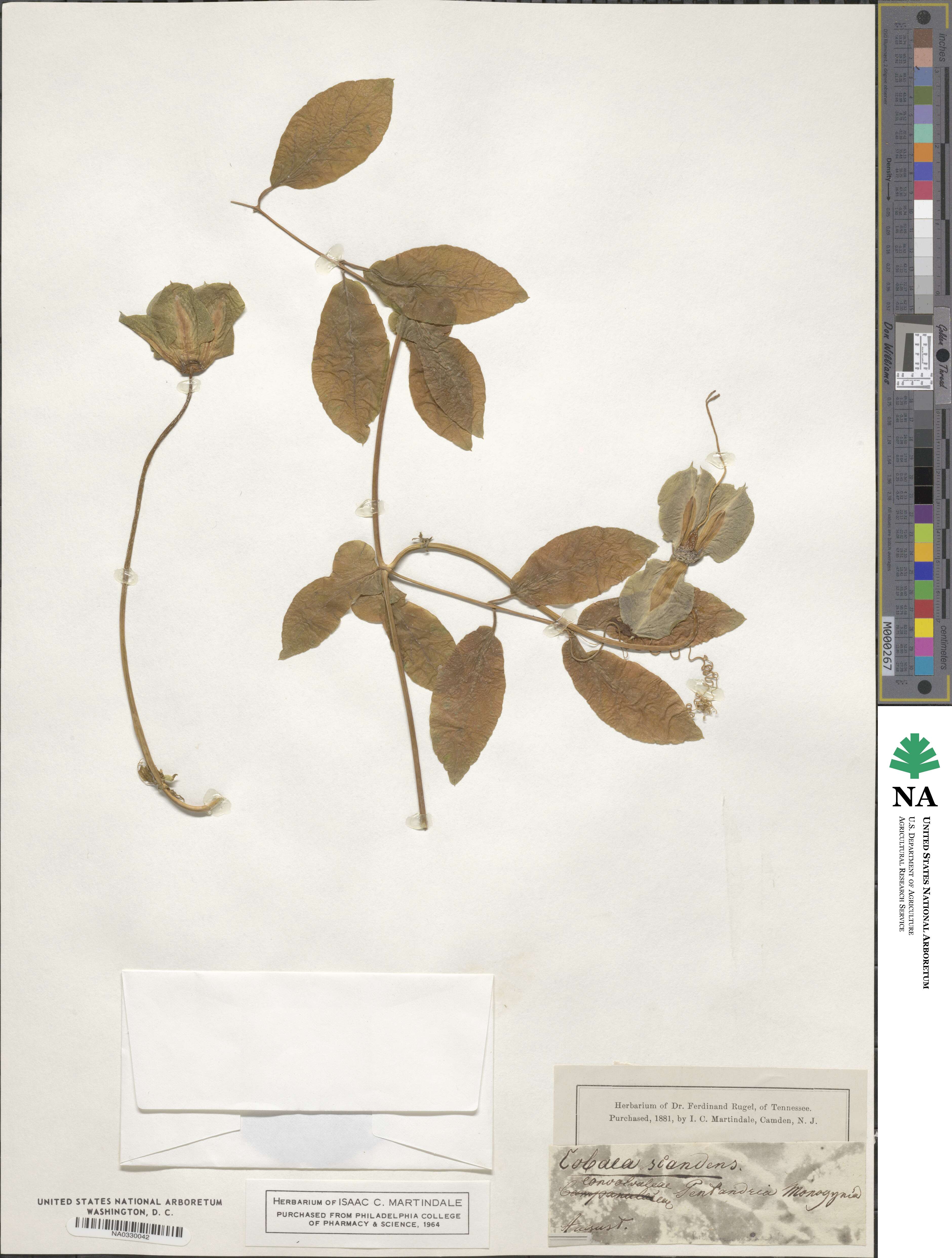 Cobaea scandens image