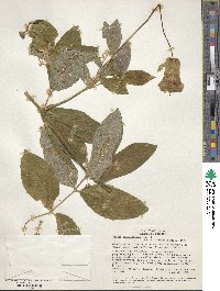 Image of Cobaea penduliflora