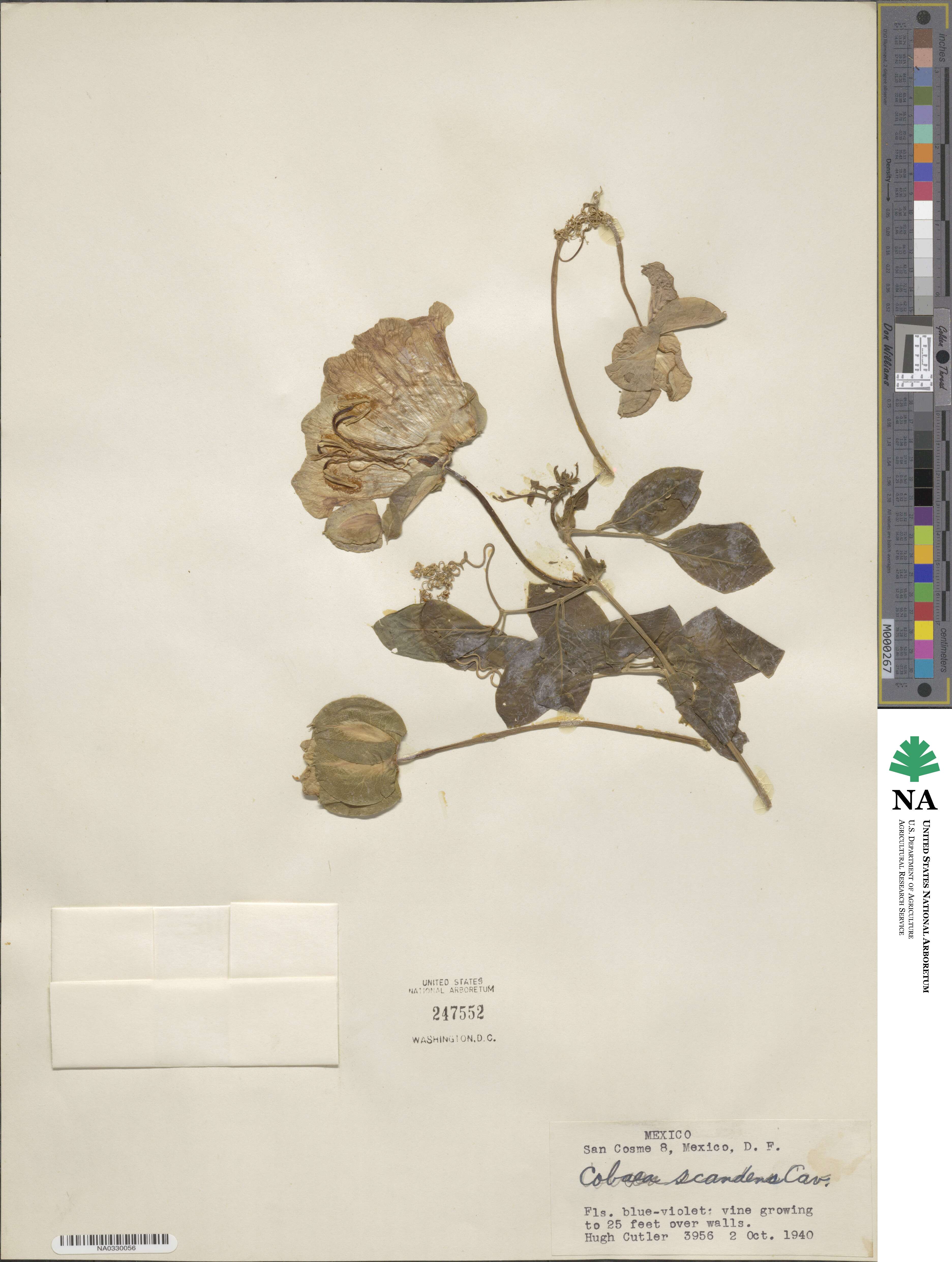 Cobaea scandens image