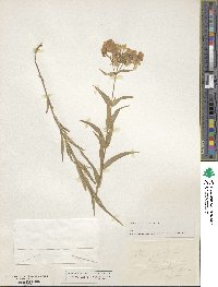 Image of Phlox aristata