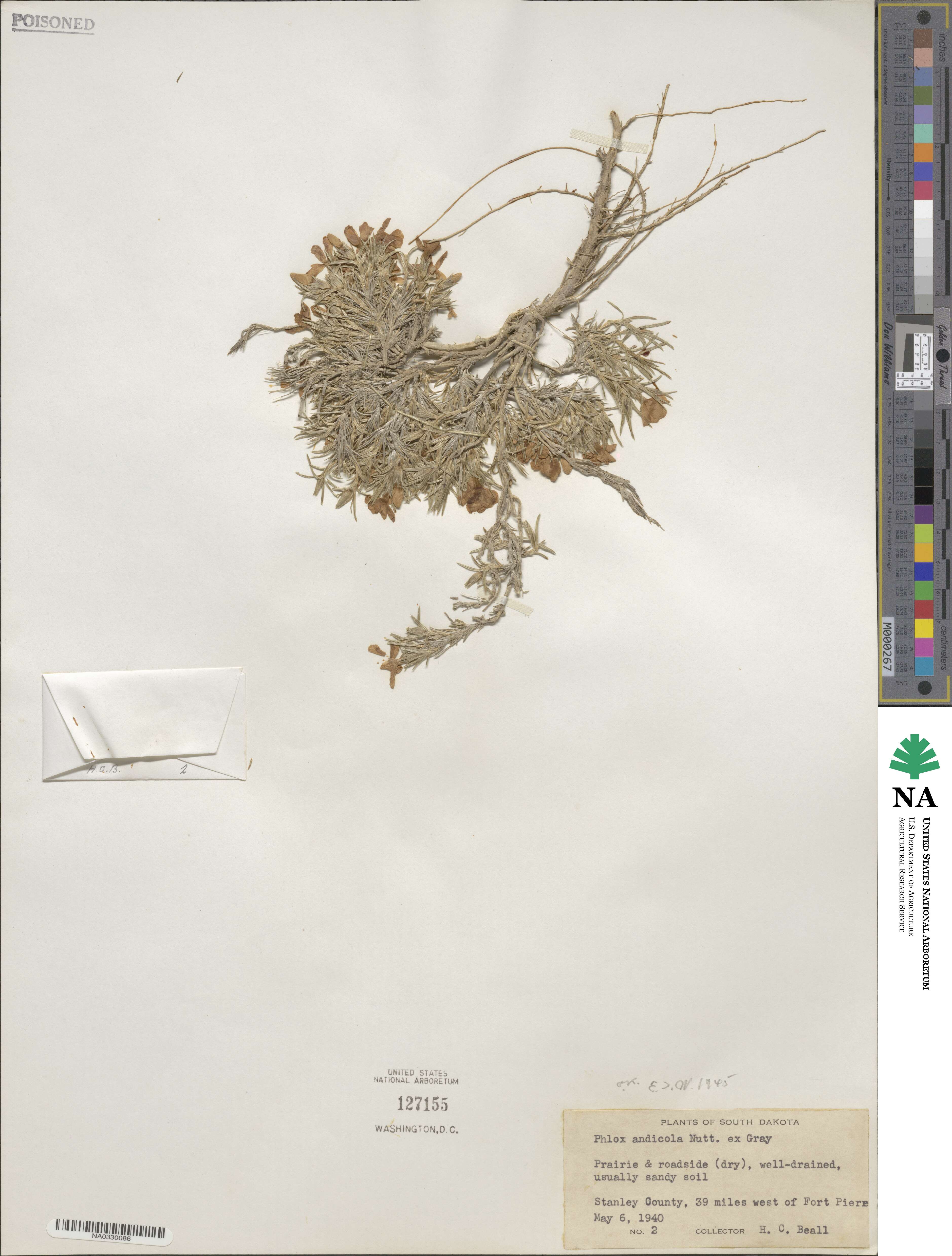 Phlox andicola image