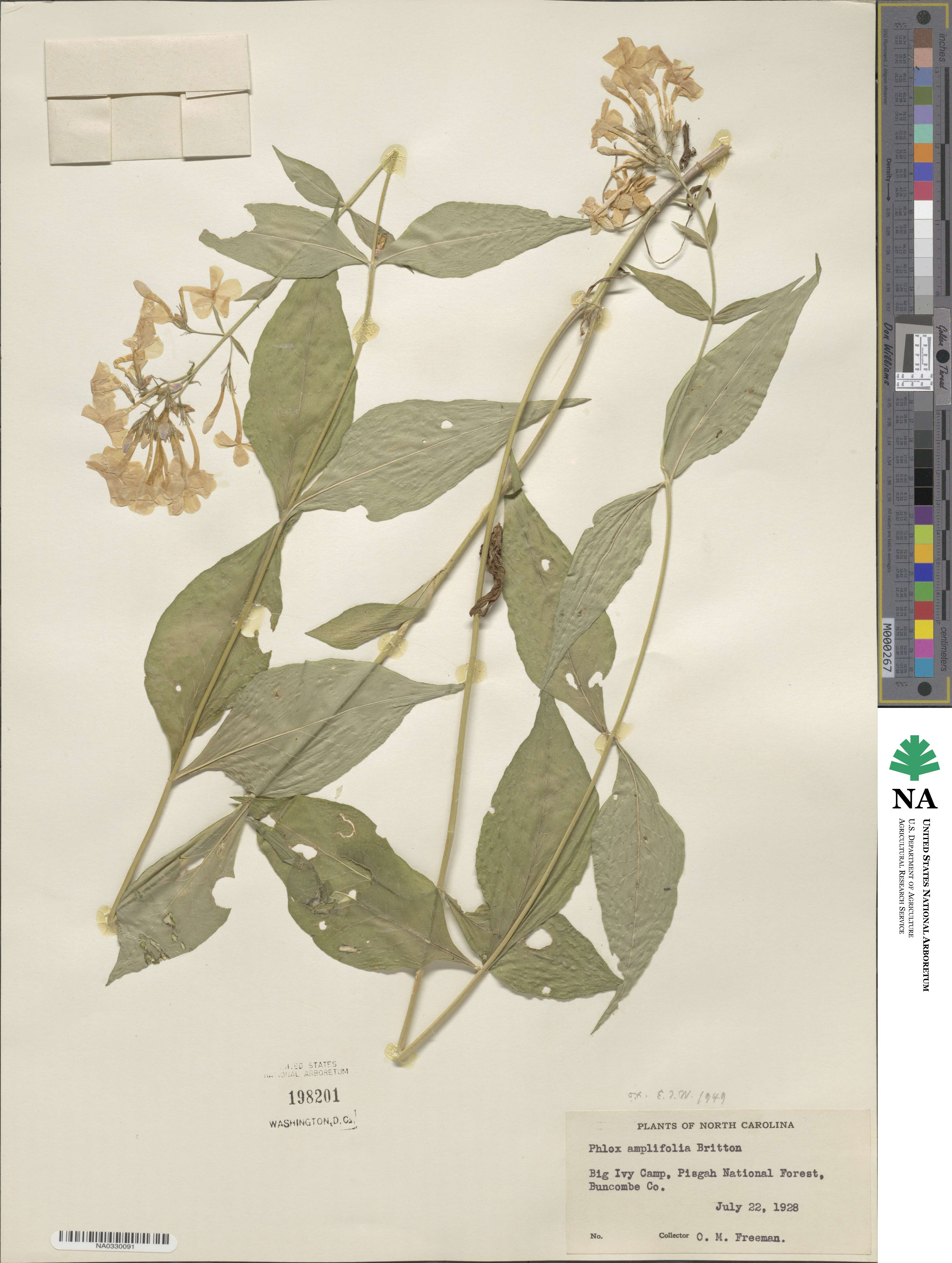Phlox amplifolia image