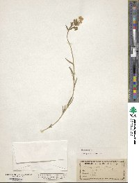 Image of Phlox amoena