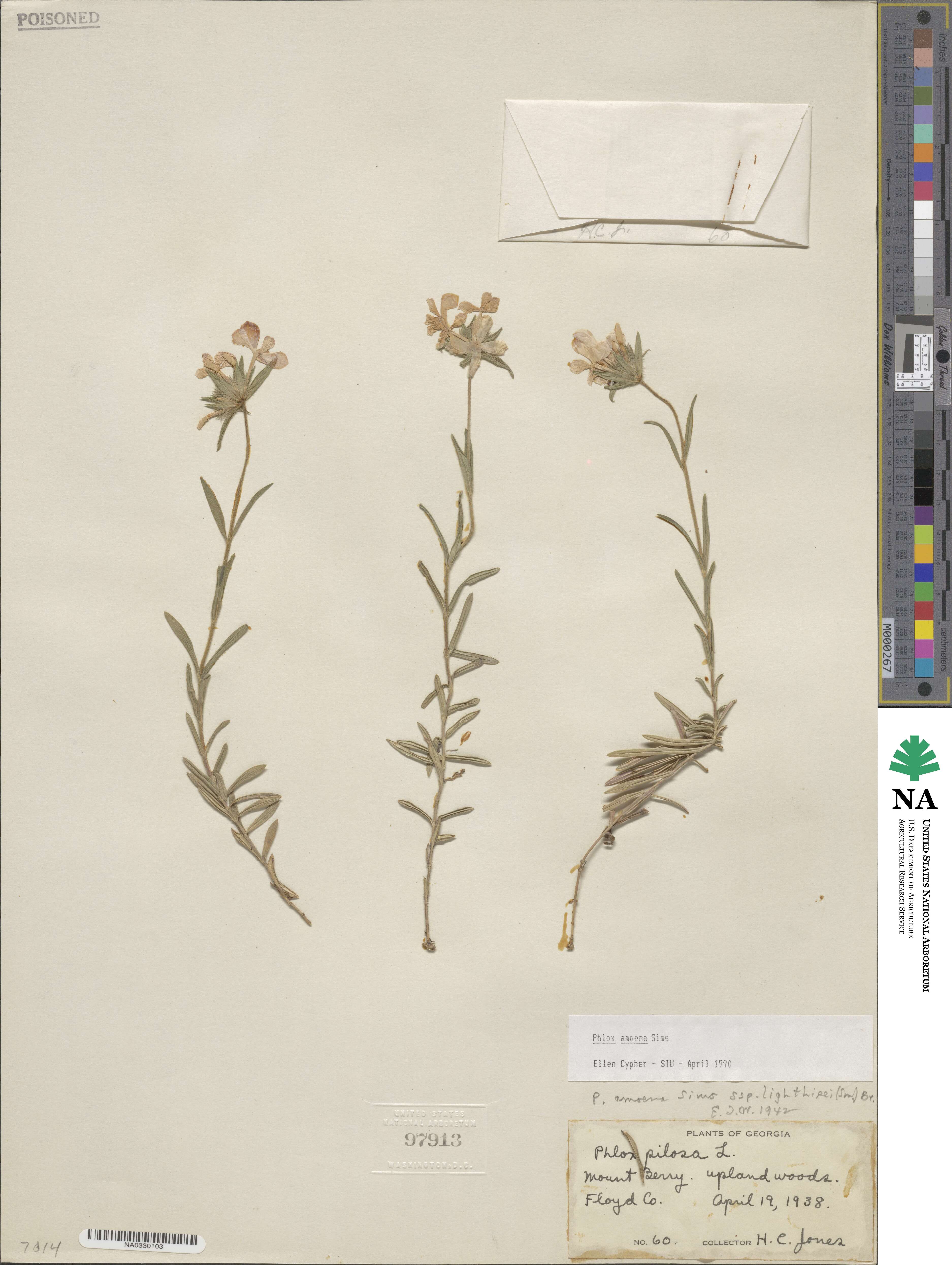 Phlox amoena image