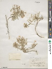 Phlox amabilis image