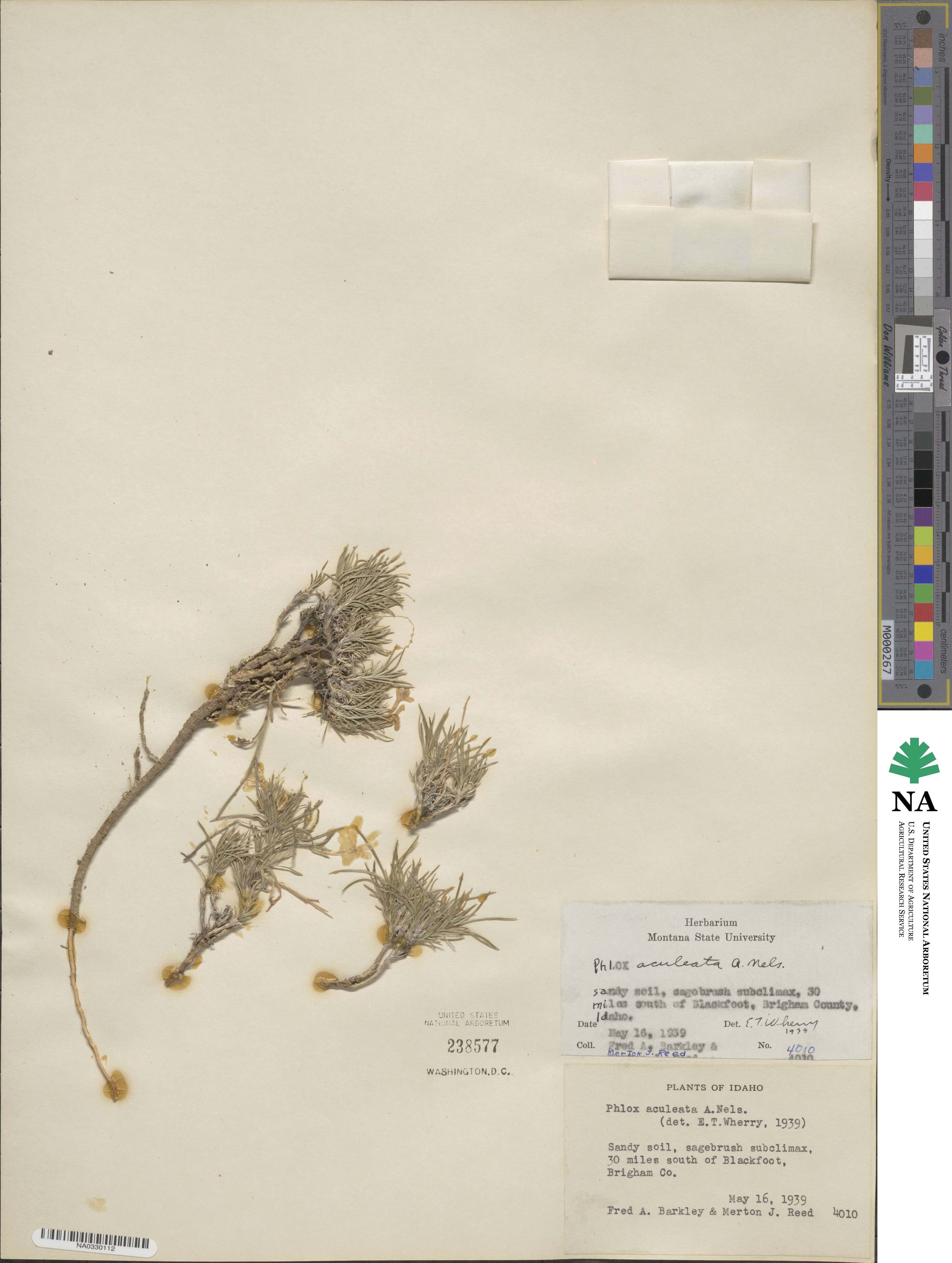 Phlox aculeata image