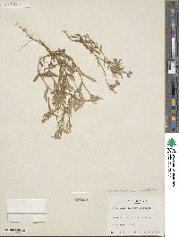 Phlox cuspidata image