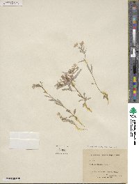 Phlox cuspidata image