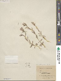 Phlox cuspidata image