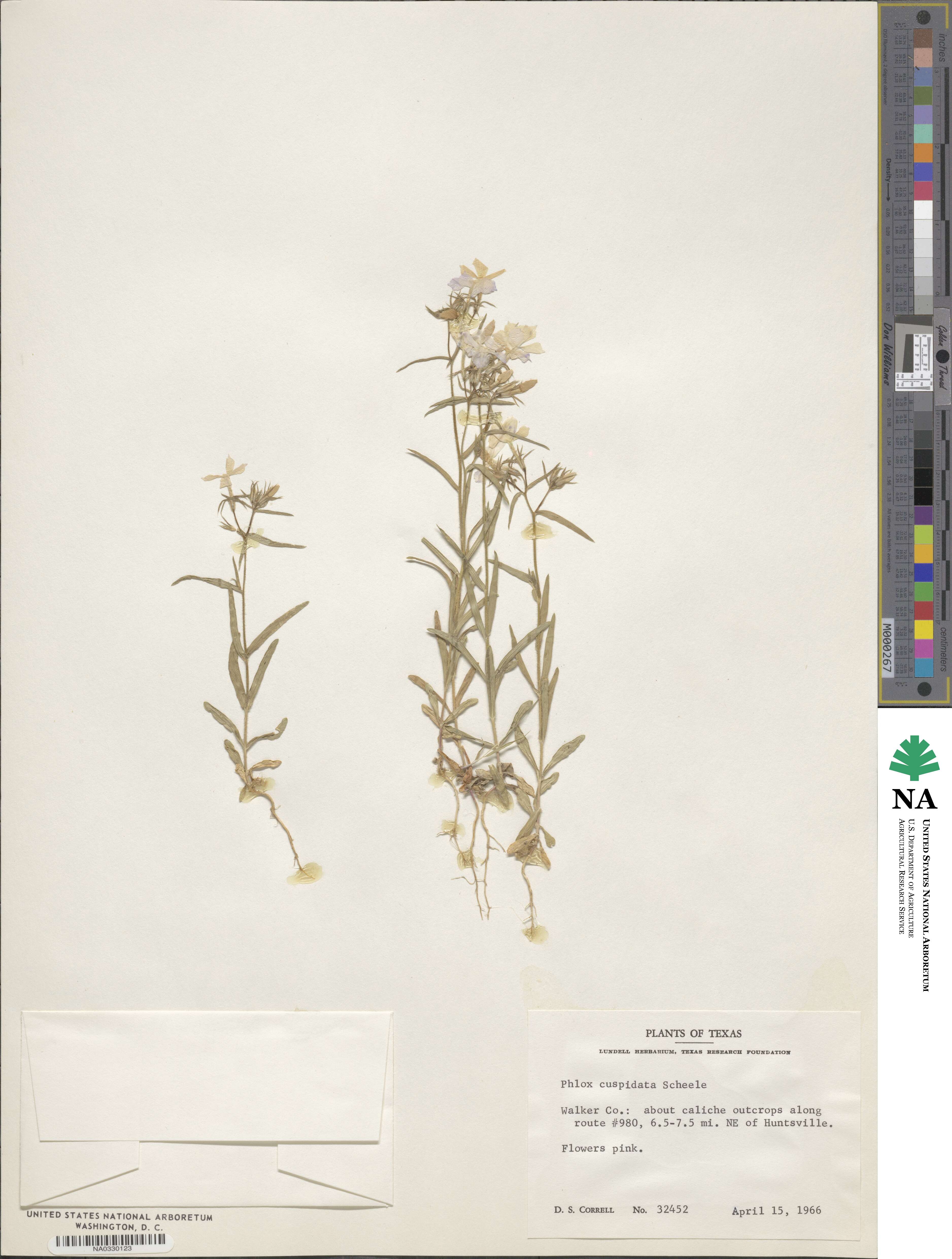 Phlox cuspidata image