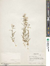 Phlox cuspidata image