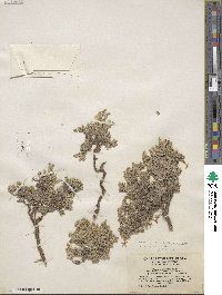 Phlox condensata subsp. covillei image