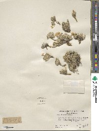 Phlox condensata subsp. covillei image