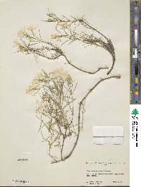 Image of Phlox colubrina